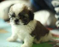a shih tzu giving side eye
